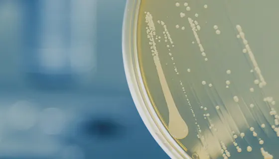 ·20+ years of expertise in probiotic screening to industrialization