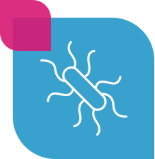 Bifidobacterium breve BK55——<br>Reducing the Risk of Clostridioides difficile Infection 